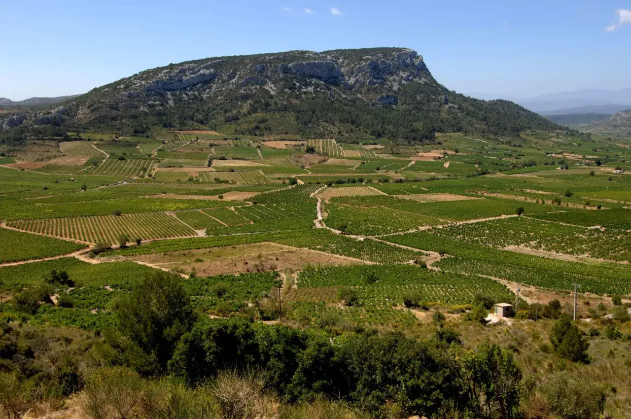 Vastes vignobles s'&eacute;tendant &agrave; perte de vue sous un ciel bleu, typiques d'un domaine viticole du Roussillon.