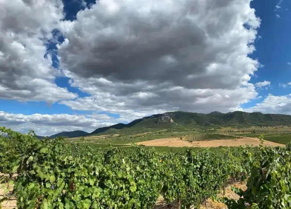 Vignoble verdoyant sous un ciel orageux, avec des collines et des champs à perte de vue. Un paysage typique de la région de Madrid.
