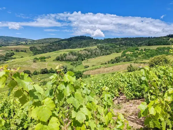 Vignoble verdoyant sous un ciel bleu et nuageux, typique de l'appellation Morgon. Les vignes en premier plan promettent un excellent millésime.