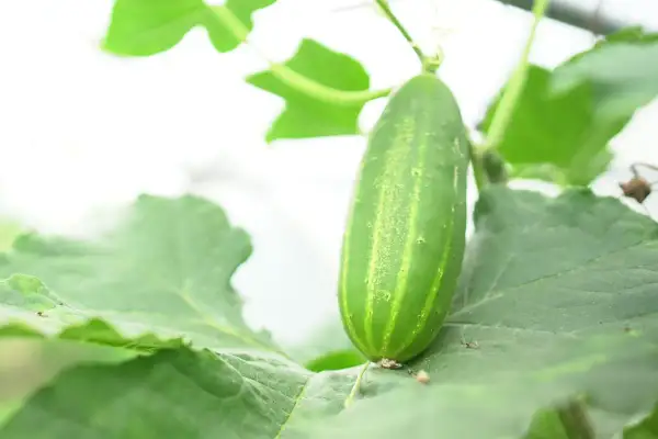 Un jeune concombre vert pousse sur sa plante, entouré de feuilles luxuriantes. Le cornichon est-il un concombre ? Oui, c'est un jeune concombre.