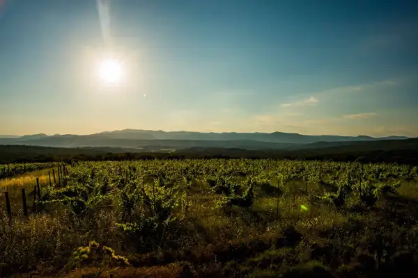 Vignoble verdoyant sous un soleil éclatant, s'étendant à perte de vue vers des collines lointaines. Le domaine La Marele, baigné de lumière, promet une récolte généreuse.