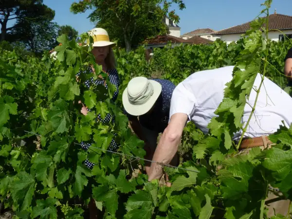Trois personnes en chapeaux dans un vignoble, peut-être pour une dégustation Pessac-Léognan.