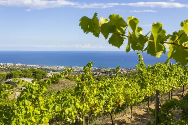 Vignoble catalan baigné de soleil, avec la mer Méditerranée en toile de fond. Des rangées de vignes verdoyantes s'étendent sur la colline.