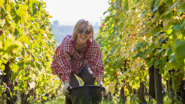 Joyeuse récolte dans les vignes d'Alsace. Une femme souriante, lunettes de soleil, chemise à carreaux, ramasse les grappes de raisin.