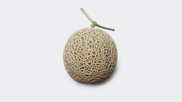 Un melon Yubari King, le fruit le plus cher du monde, avec sa peau finement texturée et sa tige verte, sur fond blanc.