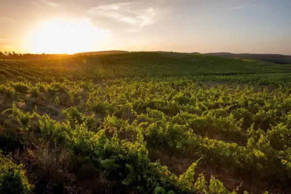 Vignoble verdoyant au coucher du soleil dans le district de Lisbonne, les vignes s'étendent à perte de vue sous un ciel doré.
